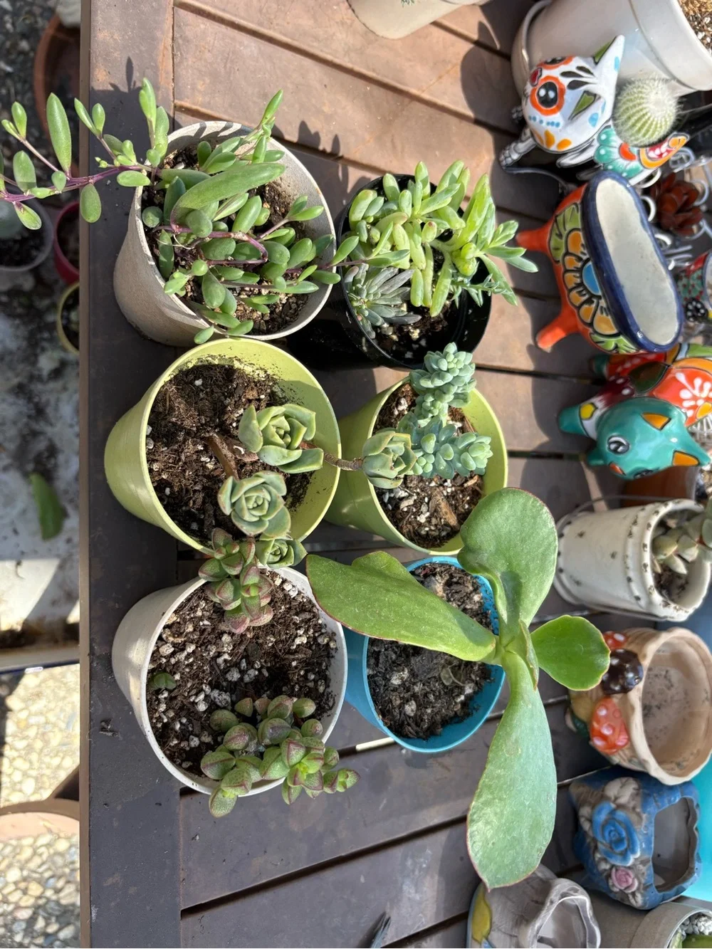 Assorted Succulents